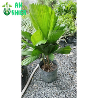 Cây Kẹ Nhật ( Cây Cọ Nhật)