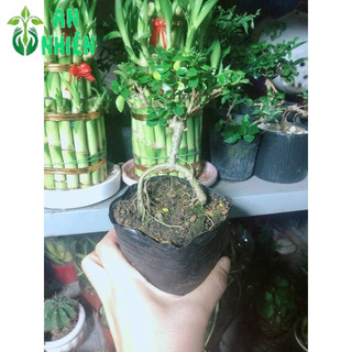 Cây Sam Hương Bonsai