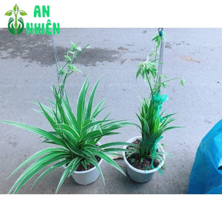 Cây Dây Nhện