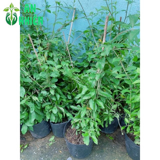 Cây Cúc Tầng