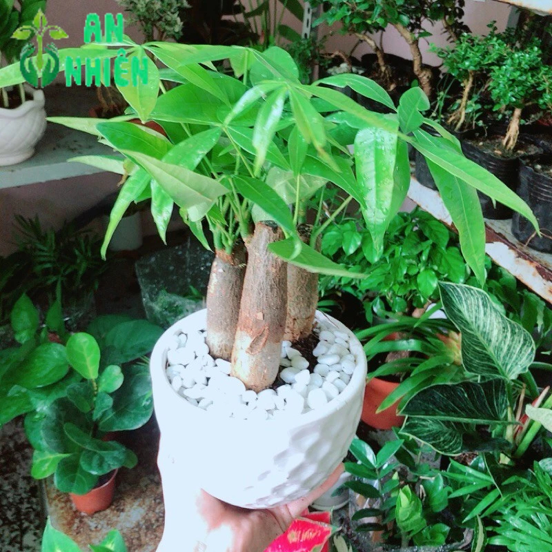 Cây Kim Ngân Kèm Chậu Sứ