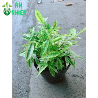 Cây Trúc Nhật Vàng