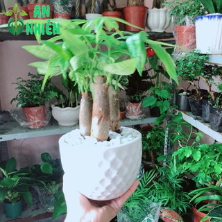 Cây Kim Ngân Kèm Chậu Sứ