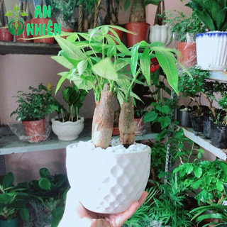 Cây Kim Ngân Kèm Chậu Sứ