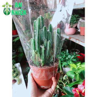 Xương Rồng Thanh Sơn