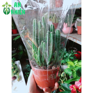 Xương Rồng Thanh Sơn