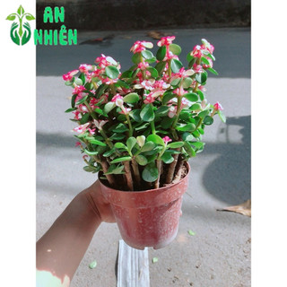 Cây Đô La Giống Mới