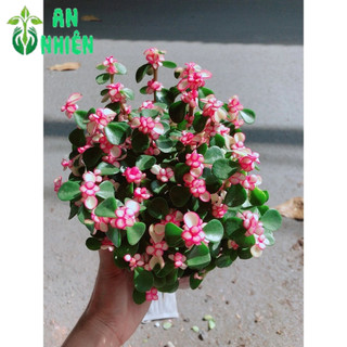 Cây Đô La Giống Mới
