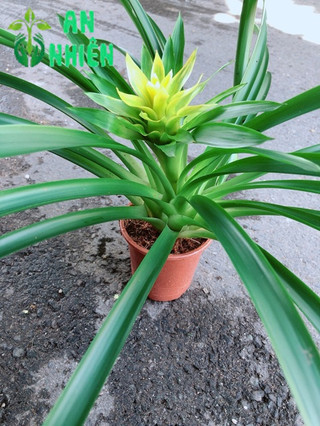 Cây Phát Lộc Hoa Vàng