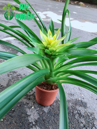 Cây Phát Lộc Hoa Vàng