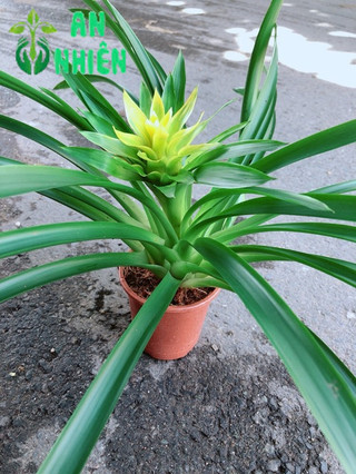 Cây Phát Lộc Hoa Vàng