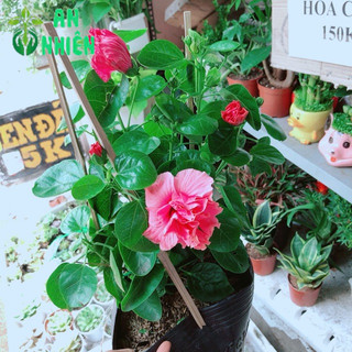 Hoa dâm bụt kép