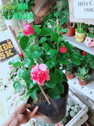 Hoa dâm bụt kép