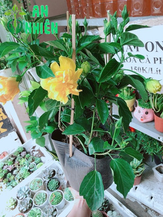 Hoa dâm bụt kép
