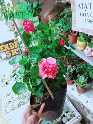 Hoa dâm bụt kép
