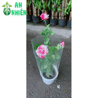 Bụi Hoa Hồng Hoa Thơm