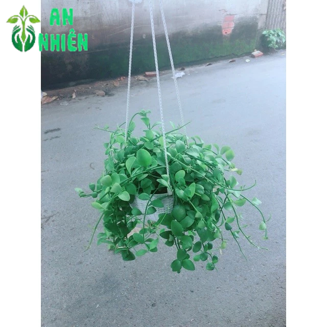Chậu Cây Đô La Treo