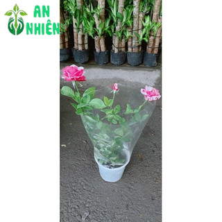 Bụi Hoa Hồng Hoa Thơm