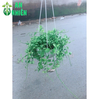 Chậu Cây Đô La Treo