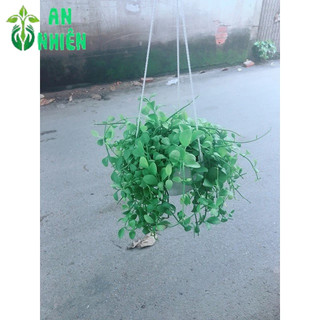 Chậu Cây Đô La Treo