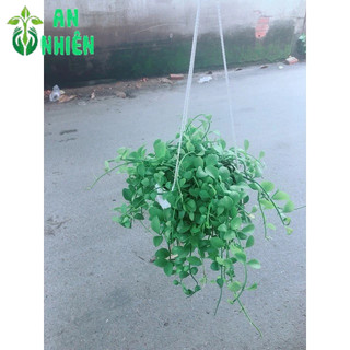 Chậu Cây Đô La Treo