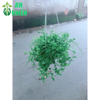 Chậu Cây Đô La Treo