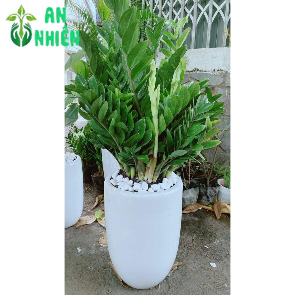 Chậu Cây Kim Tiền Lớn (chỉ giao hoả tốc hcm)
