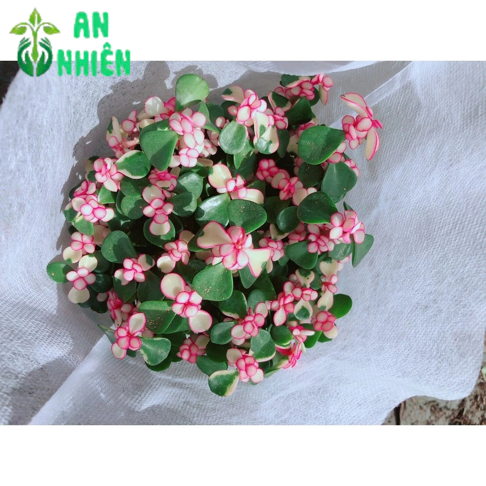 Cây Đô La Giống Mới
