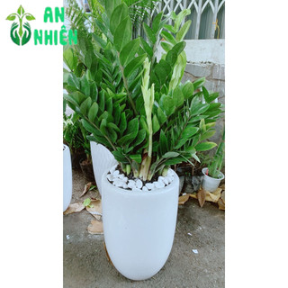Chậu Cây Kim Tiền Lớn (chỉ giao hoả tốc hcm)