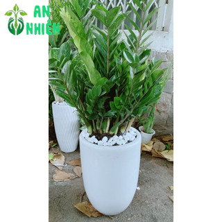 Chậu Cây Kim Tiền Lớn (chỉ giao hoả tốc hcm)