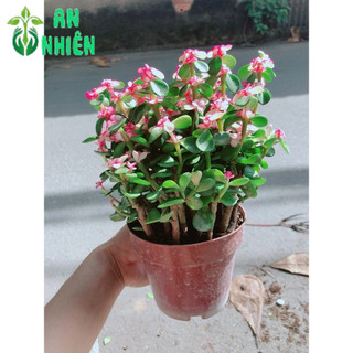 Cây Đô La Giống Mới