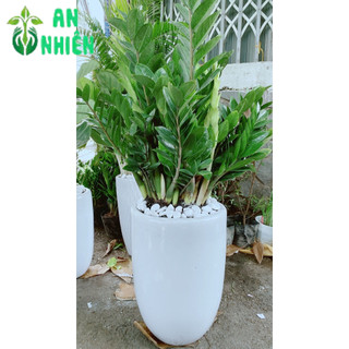 Chậu Cây Kim Tiền Lớn (chỉ giao hoả tốc hcm)