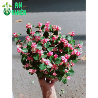 Cây Đô La Giống Mới