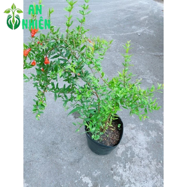 Cây Lựu Ấn Size Đại