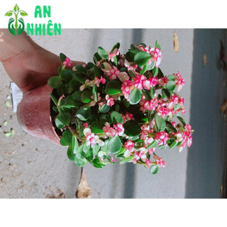 Cây Đô La Giống Mới