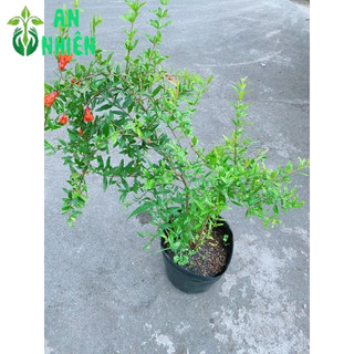 Cây Lựu Ấn Size Đại