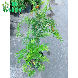 Cây Lựu Ấn Size Đại