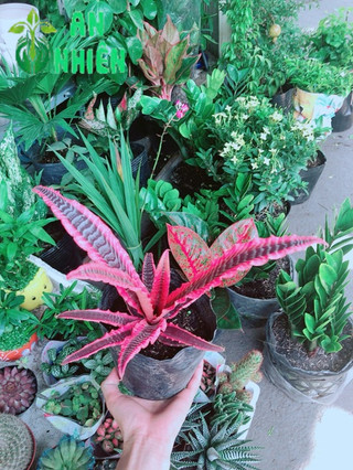 Cây Dứa Đuôi Phụng