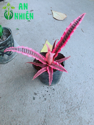 Cây Dứa Đuôi Phụng