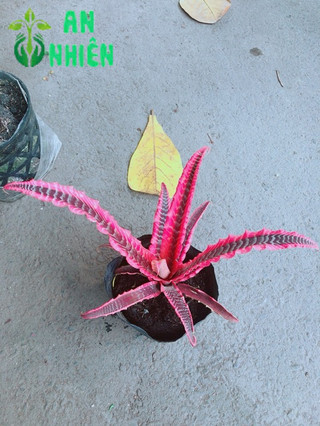 Cây Dứa Đuôi Phụng