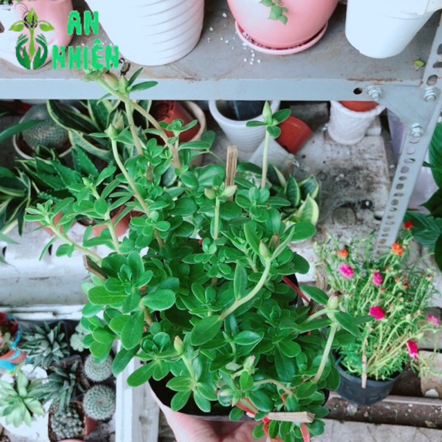Hoa mười giờ sam