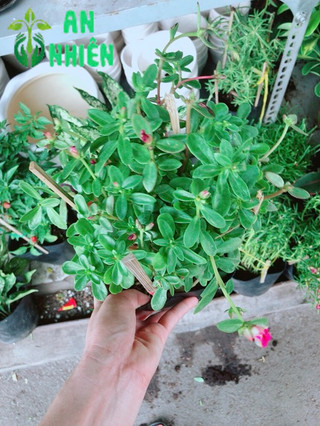 Hoa mười giờ sam