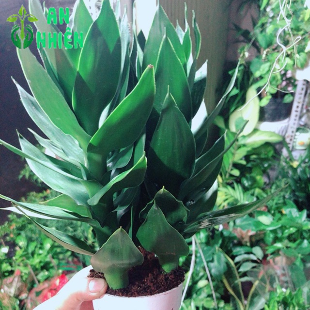 Chậu Cây Phát Tài Búp Sen