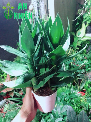 Chậu Cây Phát Tài Búp Sen