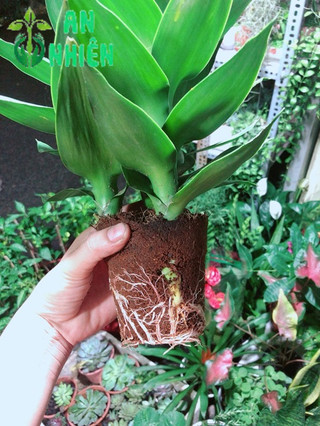Chậu Cây Phát Tài Búp Sen