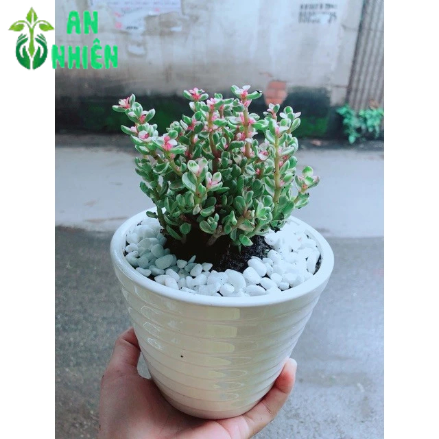 Chậu Đô La Hồng