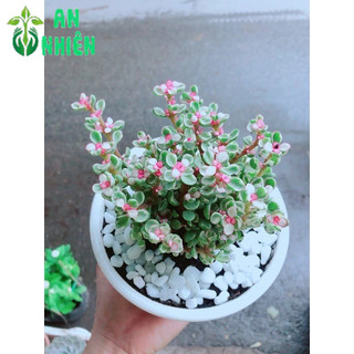 Chậu Đô La Hồng