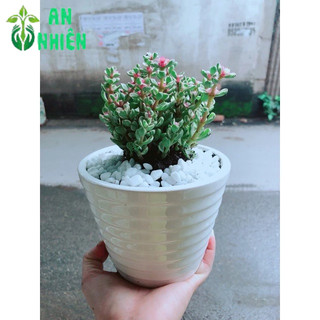 Chậu Đô La Hồng