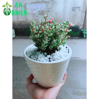 Chậu Đô La Hồng