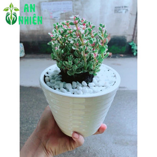 Chậu Đô La Hồng